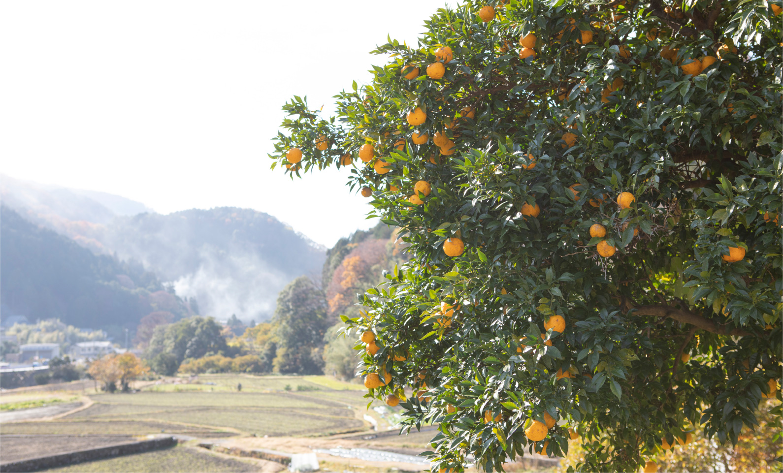 箕面の里山