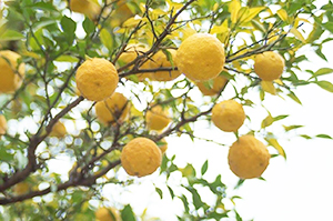 日本の柑橘の母なる『実生ゆず』